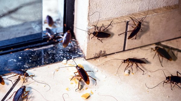Blattes dans la maison : elles se cachent partout !